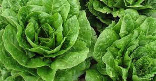 Organic Heirloom Lettuce Seeds - Parris Island Romaine, Non-GMO, Garden Variety, Lactuca sativa, Seed Packet