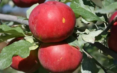 Novaspy Apple Seeds - 25+ Count for Home Garden, Malus domestica, Deciduous Fruit Tree, Sweet Crisp Apples