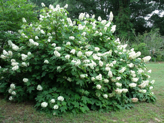 Okleaf Hydrangea Seeds - 500+ Premium Hydrangea quercifolia Seeds for Garden Planting, Deciduous Shrub, White to Pink Flowers