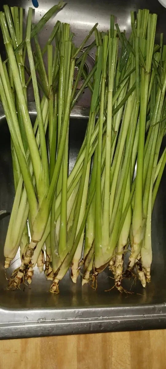 Organic Lemongrass Stalks - 6 Fully Rooted Plants Cymbopogon citratus for Gardening, Culinary, Aromatic Herb