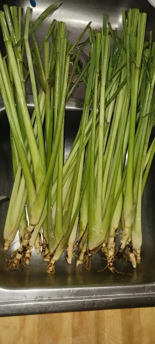 Organic Lemongrass Stalks - 6 Fully Rooted Plants Cymbopogon citratus for Gardening, Culinary, Aromatic Herb