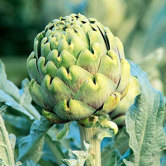 Green Globe Artichoke Seeds - Italian Green Variety Cynara Scolymus for 2025 Planting - Non-GMO, High Germination, Culinary & Garden Use