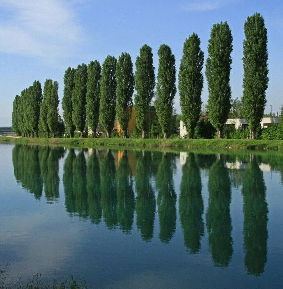 Populus nigra ‘Afghanica’ Cuttings – 6-8 Inch Easy to Root Poplar Tree for Planting and Propagation