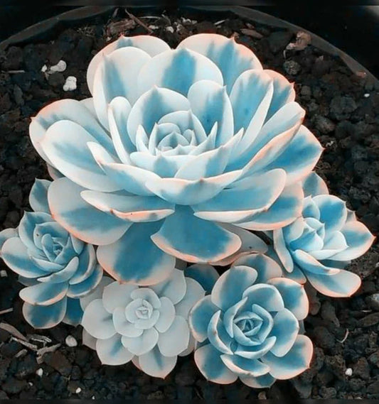 Lithops Seeds - Blue White Succulents, Witchford Variety, Cactus Seeds, Low-Growth, Easy to Grow, 100 Pack
