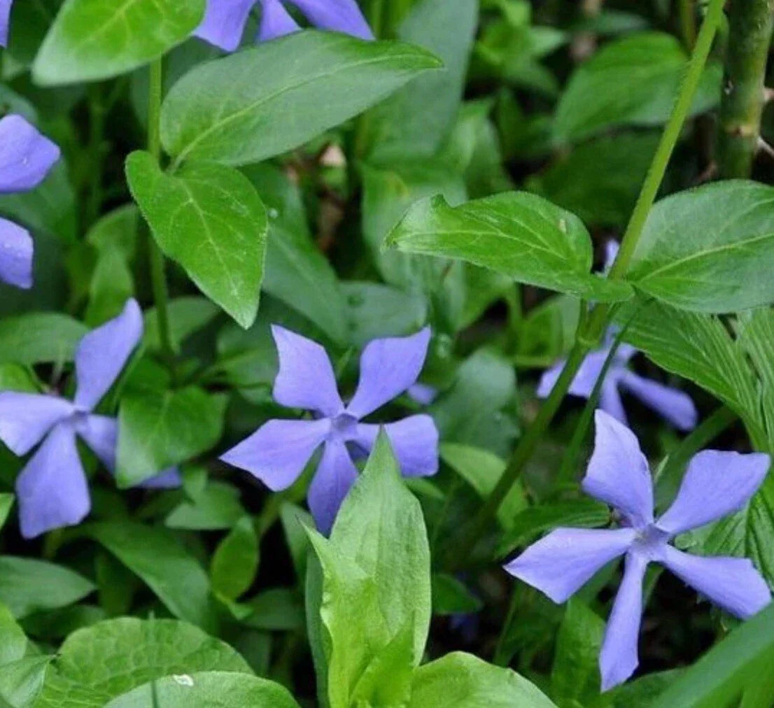 25+ Vinca Minor Periwinkle Live Plants – Creeping Myrtle Ground Cover for Gardens, Evergreen Foliage, Blue Flowers, Easy Care, Landscape Plant