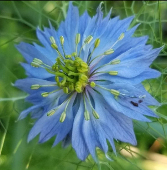 Love-in-a-Mist Seeds, Organic Nigella damascena, Heirloom, 100+ Fresh Seeds for Borders & Cut Flowers