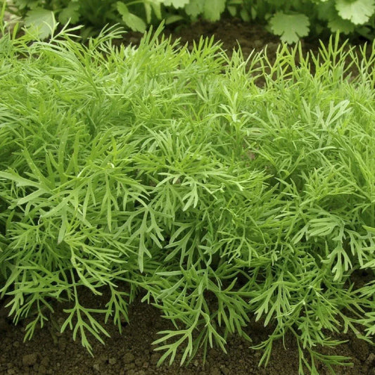 Mammoth Long Island Dill Seeds - Heirloom Anethum graveolens Herb for Culinary Gardens, 500+ Seeds