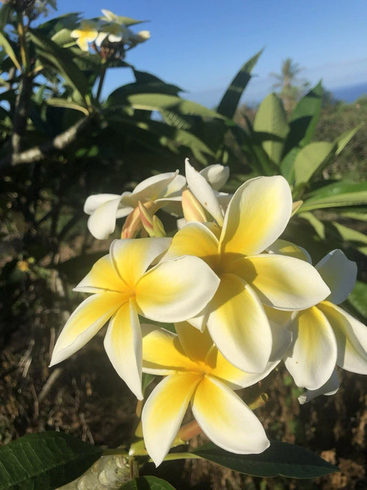 Hawaiian Grown Yellow Plumeria Cutting 10-inch Rooted Frangipani Plant (Plumeria spp.) for Garden Patio Tropical Decor