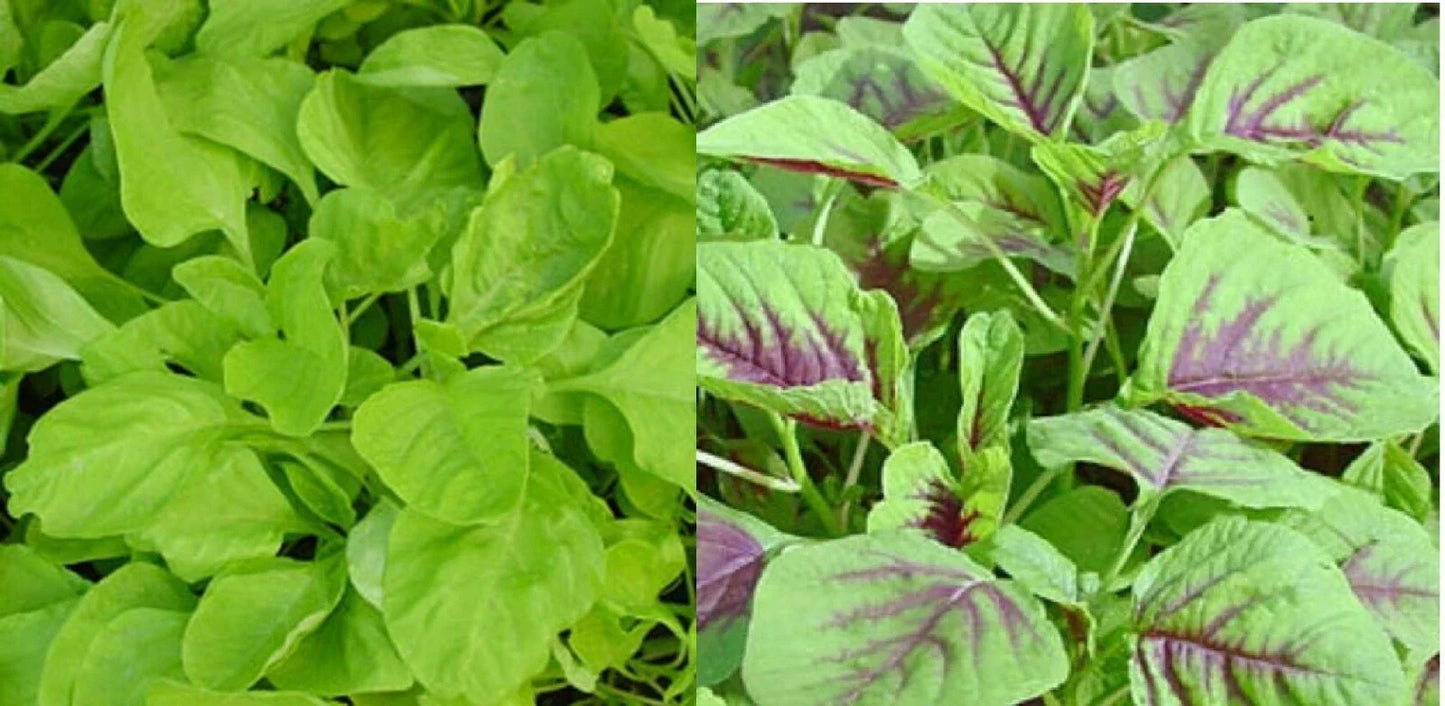 Amaranth Seeds 500+ Green Red Leaf Asian Chinese Spinach Yin Cho Callaloo Amaranthus tricolor