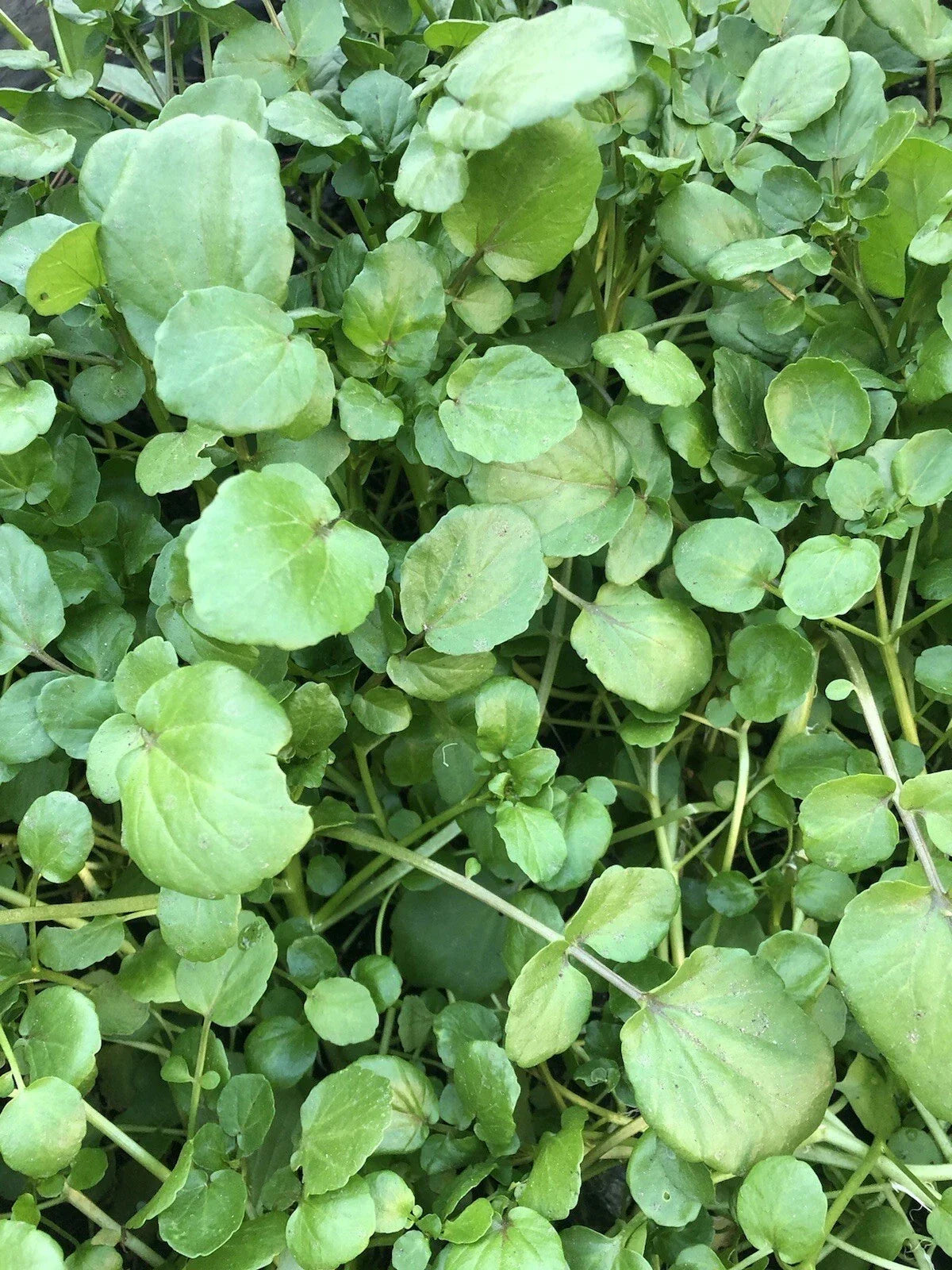 10pcs Watercress Live Plants with Roots | Edible Vegetables | Nasturtium officinale | Fresh Culinary Herb