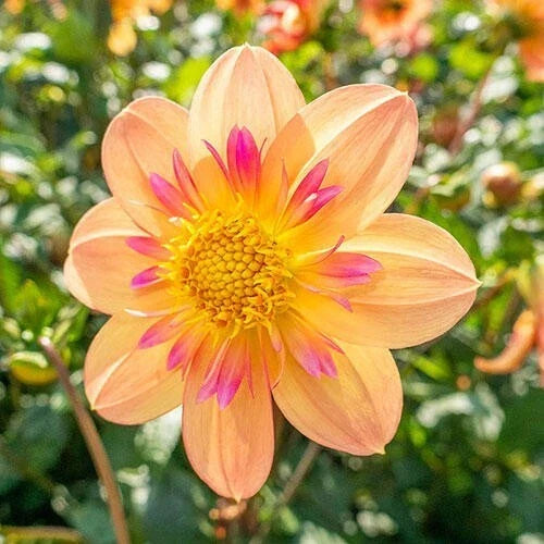 Kelsey Ann Dahlia Seeds - Perennial Flower Seeds for Vibrant Garden Blooms - Dahlia pinnata