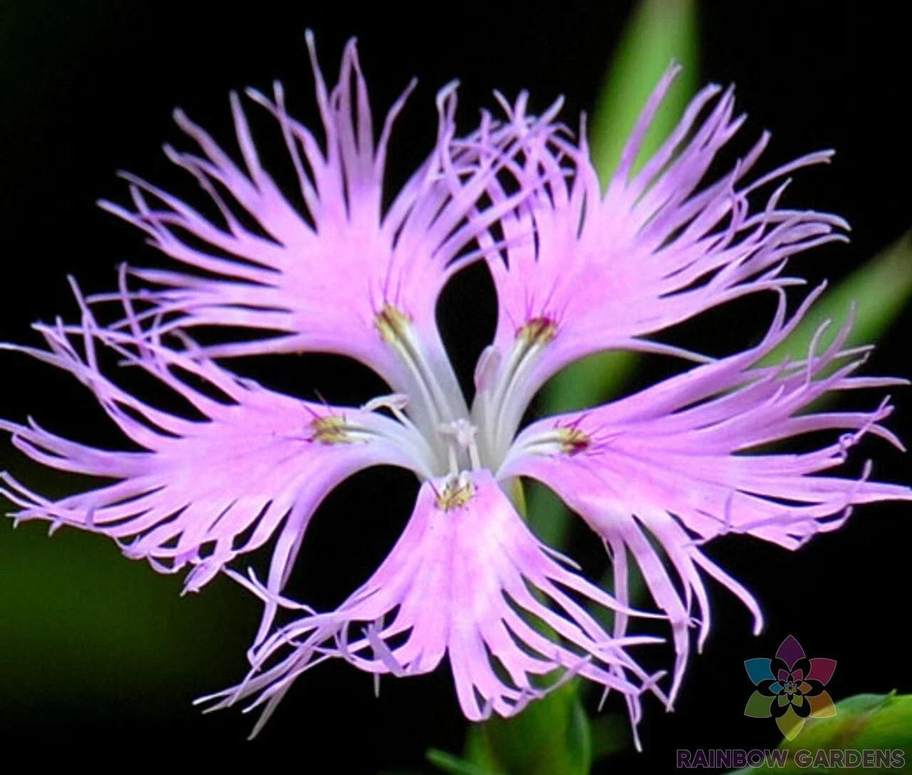Fringed Pink Carnation Seeds - 200+ Count Dianthus caryophyllus for Garden Beds, Borders & Containers, Vibrant Pink Blooms