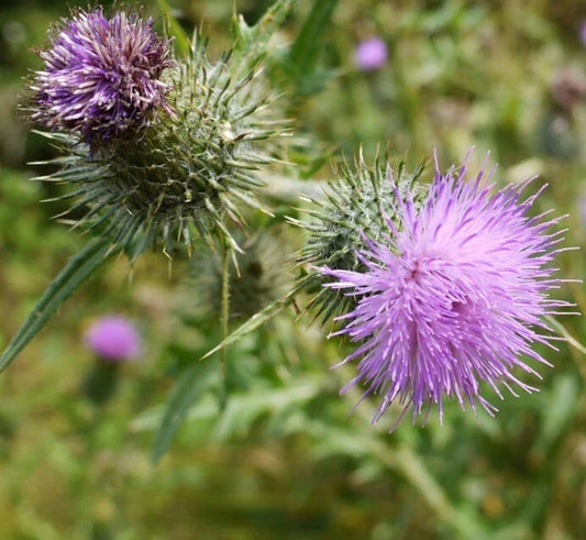 Organic Bull Thistle Seeds Pack of 50+ | Cirsium Vulgare | Medicinal Herb, Native to USA