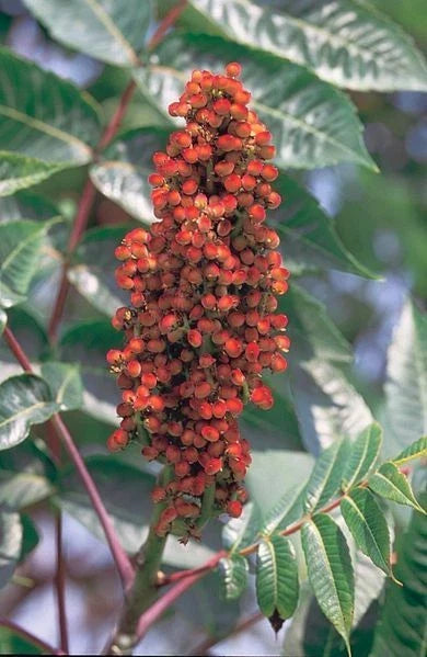 Smooth Sumac Seeds, Rhus Glabra, Native Drought-Tolerant Shrub, Edible Berries, Ornamental Foliage, Erosion Control, Wildlife Attractant