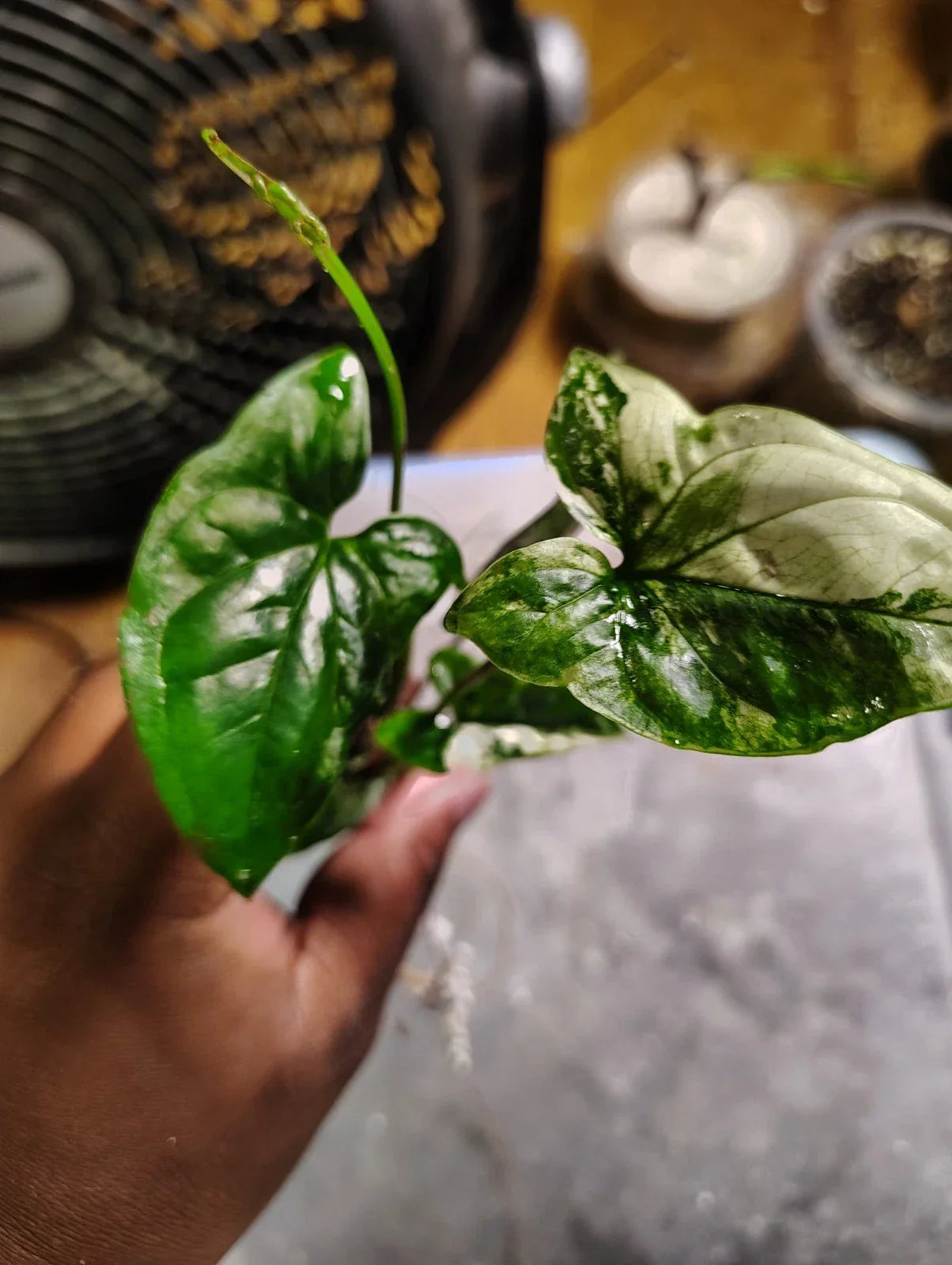 Syngonium Cutting, Highly Rooted White Variegated Syngonium, Syngonium podophyllum, Indoor Plant, Climbing Vine