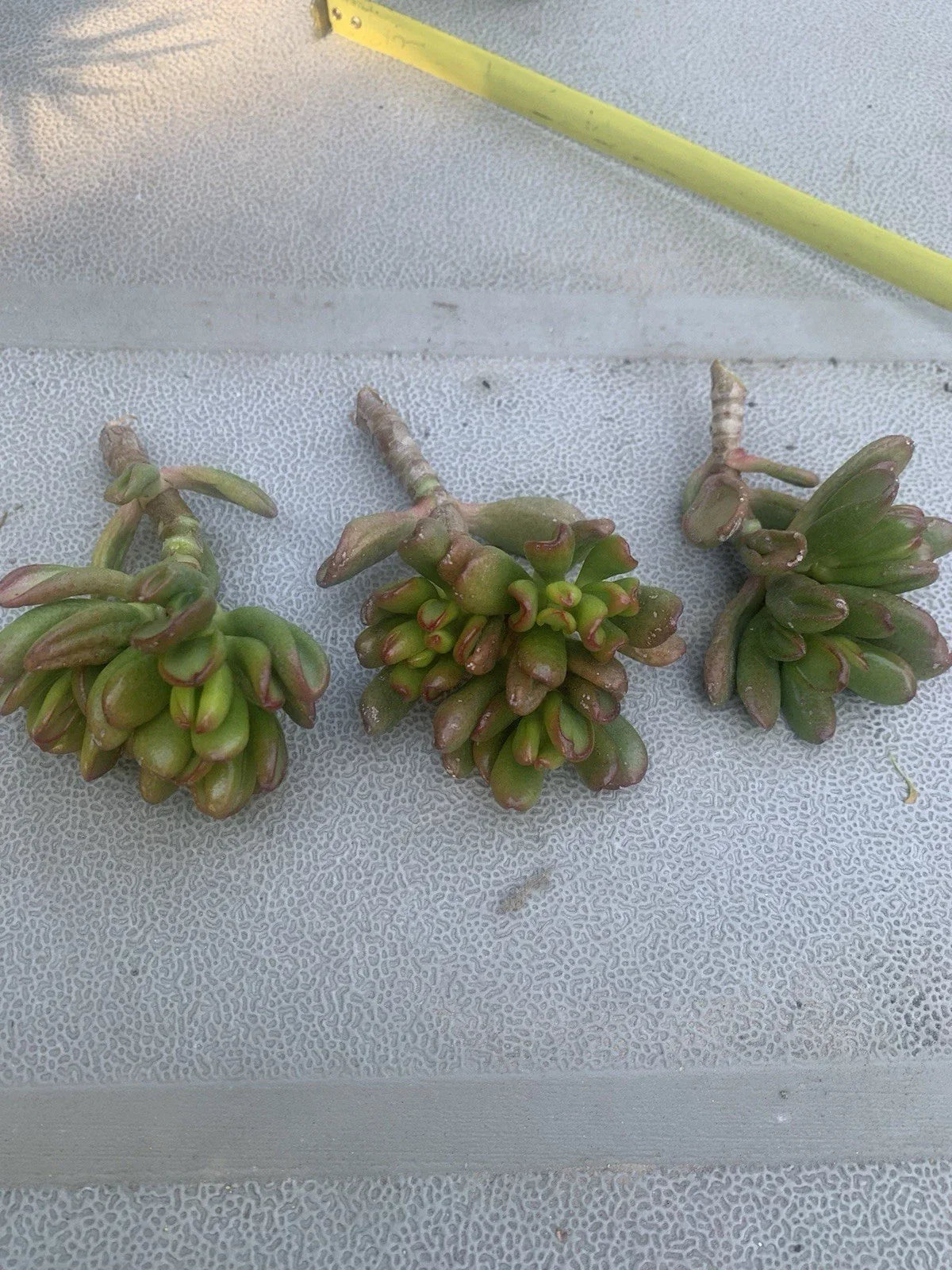 Crassula Ovata Gollum Succulent Cuttings – 3 Live Hobbit Plant, Ogres Ear, Jade Plant, Compact Succulent, Easy Care, Indoor or Outdoor Gardening