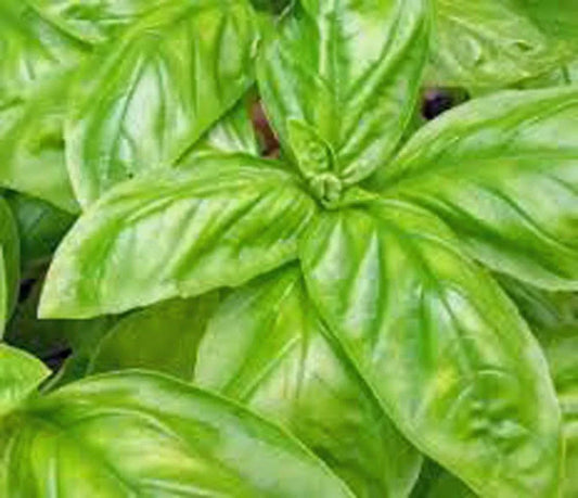 Italian Large Leaf Basil Seeds - Heirloom Ocimum basilicum, 25+ Seeds for Home Garden, Aromatic Herb for Cooking & Pesto