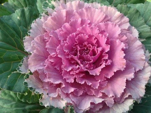 Ornamental Cabbage Seeds - Osaka Pink - 40 Pack - Brassica oleracea - Vibrant Pink and Purple Foliage for Garden and Landscaping