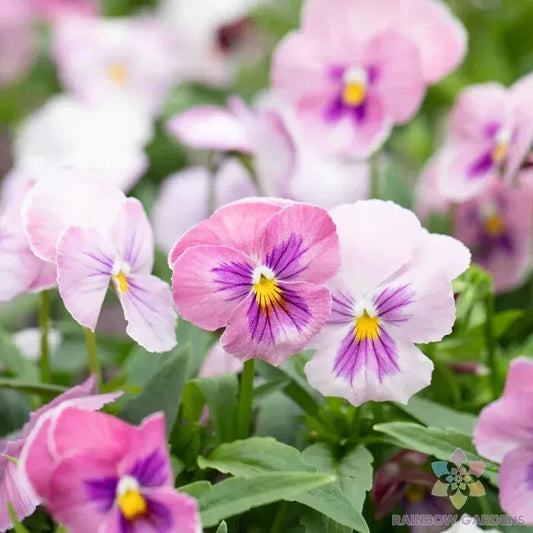 Panola Pink Shades Mix Pansy Seeds - Viola tricolor var. hortensis, Vibrant Pink Flowering Annual Seeds, Garden Bed & Container Planting