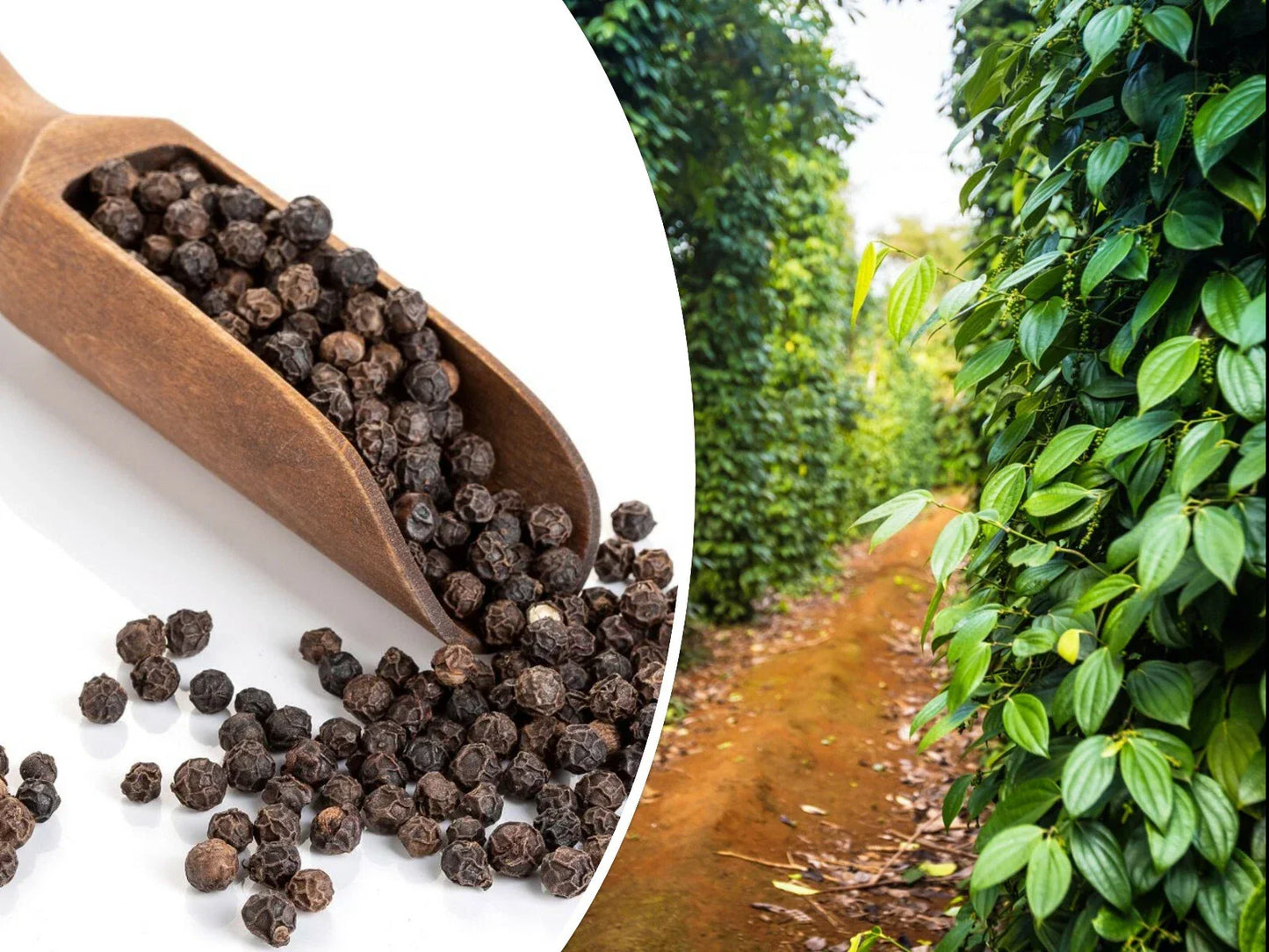 Black Peppercorn Vine Seeds - Piper nigrum, 20 Pack, Medicinal Herb, Climbing Perennial, Home Garden, Non-GMO, USA Seller