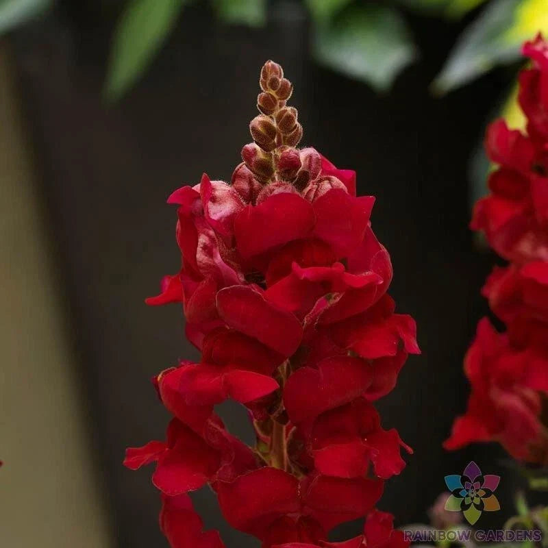 Sonnet Crimson Snapdragon Seeds - 1000+ Antirrhinum majus Garden Flower Seeds for Borders, Containers, Pollinator Attracting, Spring to Fall Bloom