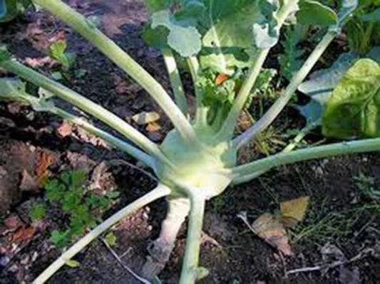 Kohlrabi Seeds - Early White Vienna, Heirloom, Non-GMO, 50+ Seeds, Brassica oleracea var. gongylodes, Vegetable Seeds for Home Garden
