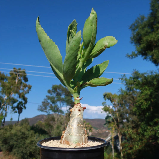 Live Succulent Plant - Cyphostemma juttae - Unique Green Foliage - Drought-Tolerant Indoor Garden Decor