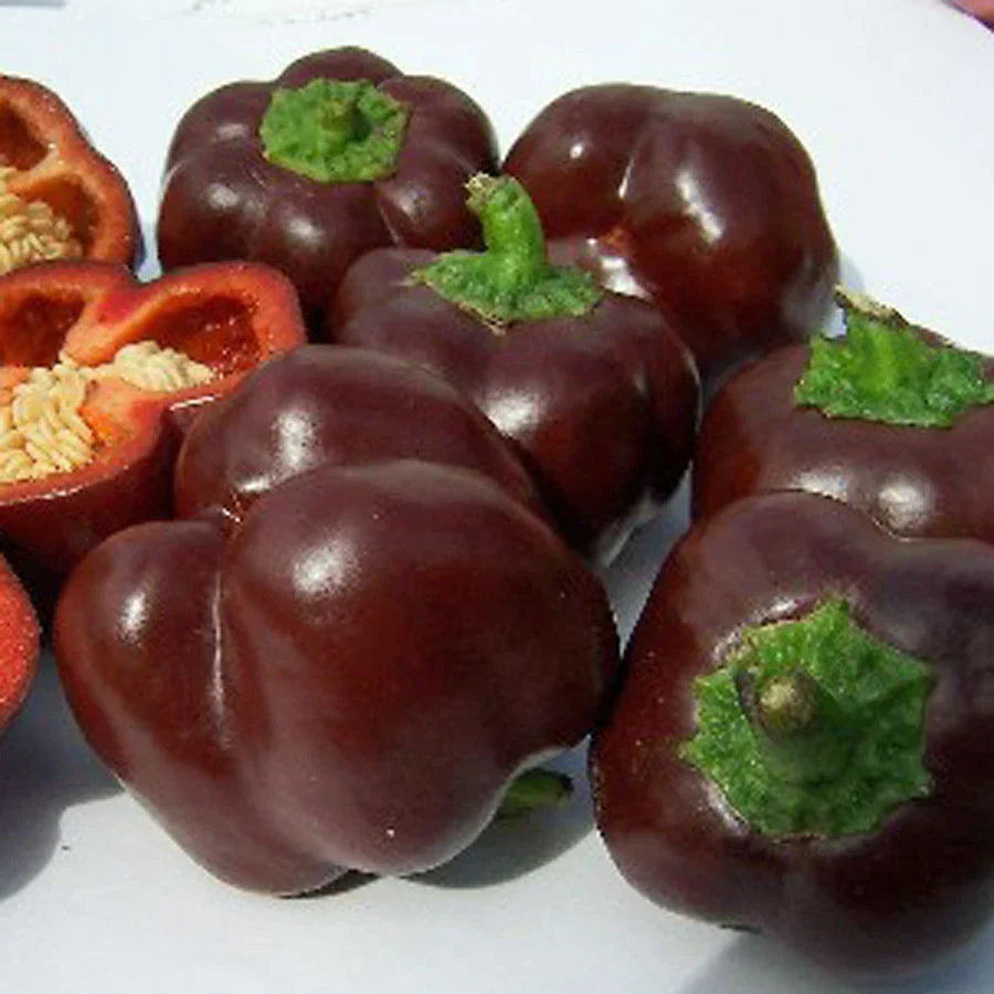 Chocolate Beauty Sweet Pepper Seeds - Bulk 100 Pack, Capsicum annuum, Sweet, Non-GMO, Full Sun, Bushy, Edible Peppers