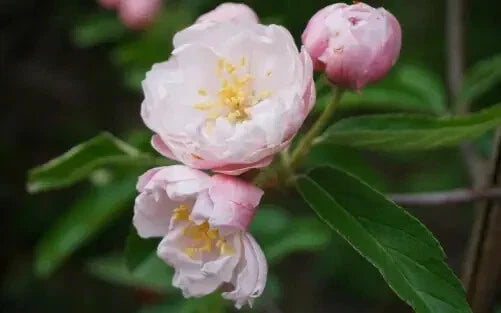 Fimbriata Crabapple Seeds - 25+ Pack for Garden Planting - Malus floribunda 'Fimbriata' - Deciduous Tree for Borders & Pollinators