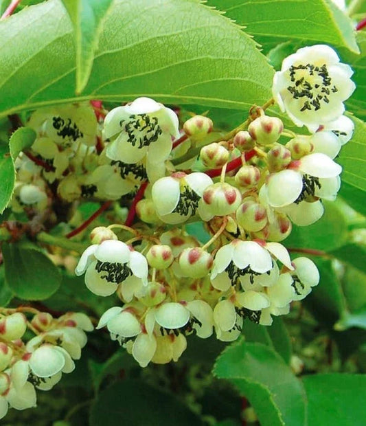 Kiwi Meader Male Pollinator Live Rooted Plant for Female Actinidia deliciosa | Garden, Orchard