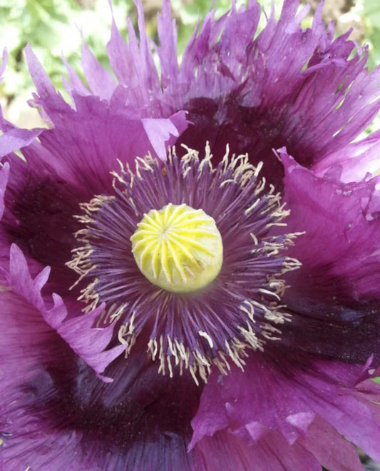 Organic Breadseed Poppies Seeds - JIMI'S PURPLE HAZE - Purple Pods, Non-GMO, 500 Seeds, Papaver somniferum