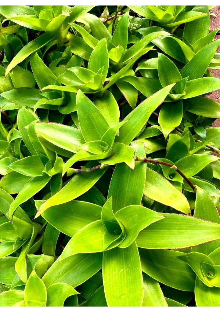 Two Basket Plant Cutting 10" Callisia fragrans Indoor Houseplant, Holistic Medical Plant, Lush Cascading Foliage