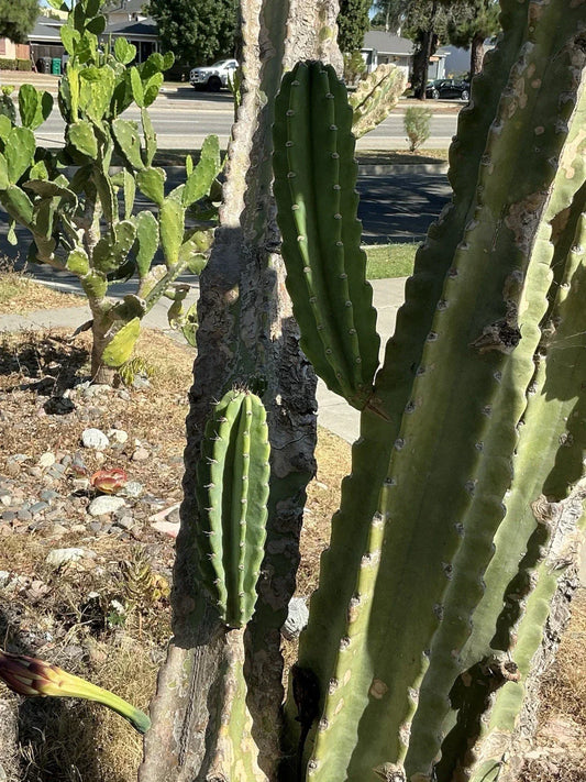 Lot of 2 Peruvian Apple Cereus Cactus Cuttings – Unrooted, 14" & 11" Tall, Cereus repandus, Desert Succulents, Columnar Cacti