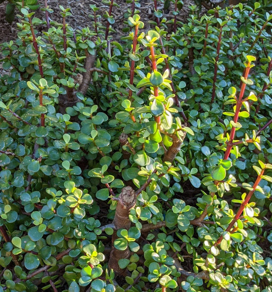 10 Cuttings Portulacaria Afra Elephant Bush Succulent Dwarf Jade Cactus for Indoor Gardening