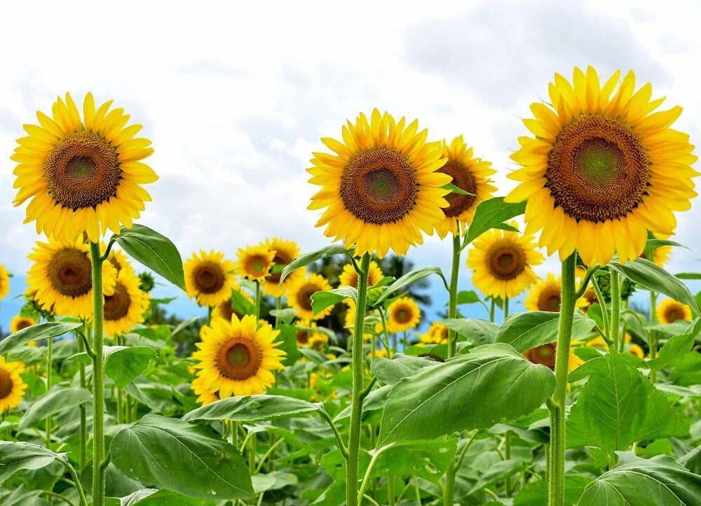 Giant Sunflower Seeds - Heirloom Non-GMO High Germination - Helianthus annuus for Garden Planting