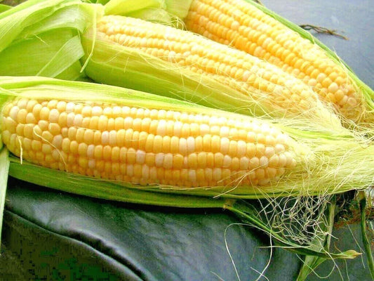 Peaches & Cream Sweet Corn Seeds - Bi-Color Hybrid, Extra Sweet, 85 Day Zea Mays, Pack of 50+ Seeds for Home Garden & Farming
