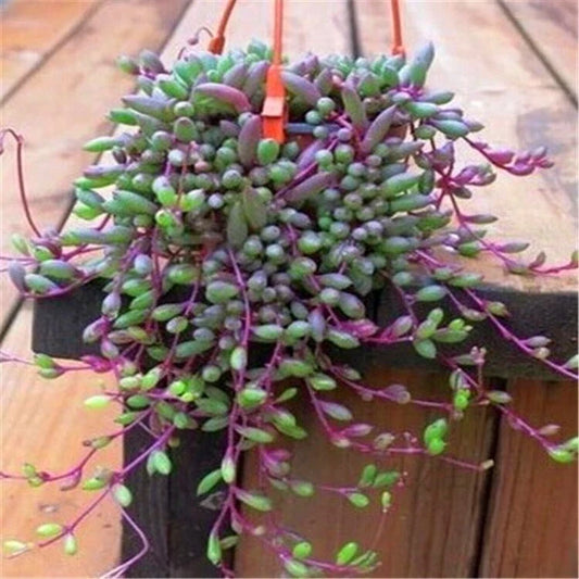 Othonna Capensis Ruby Necklace Succulent Cuttings - 4 Pieces, Hanging Indoor Plant, Easy Care, Vibrant Ruby Stems, Decorative Succulents