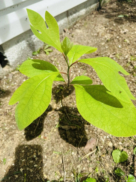 Organic Sassafras Tree Bare Root 10 Pack - Deciduous Shade Tree Sassafras albidum for Landscaping