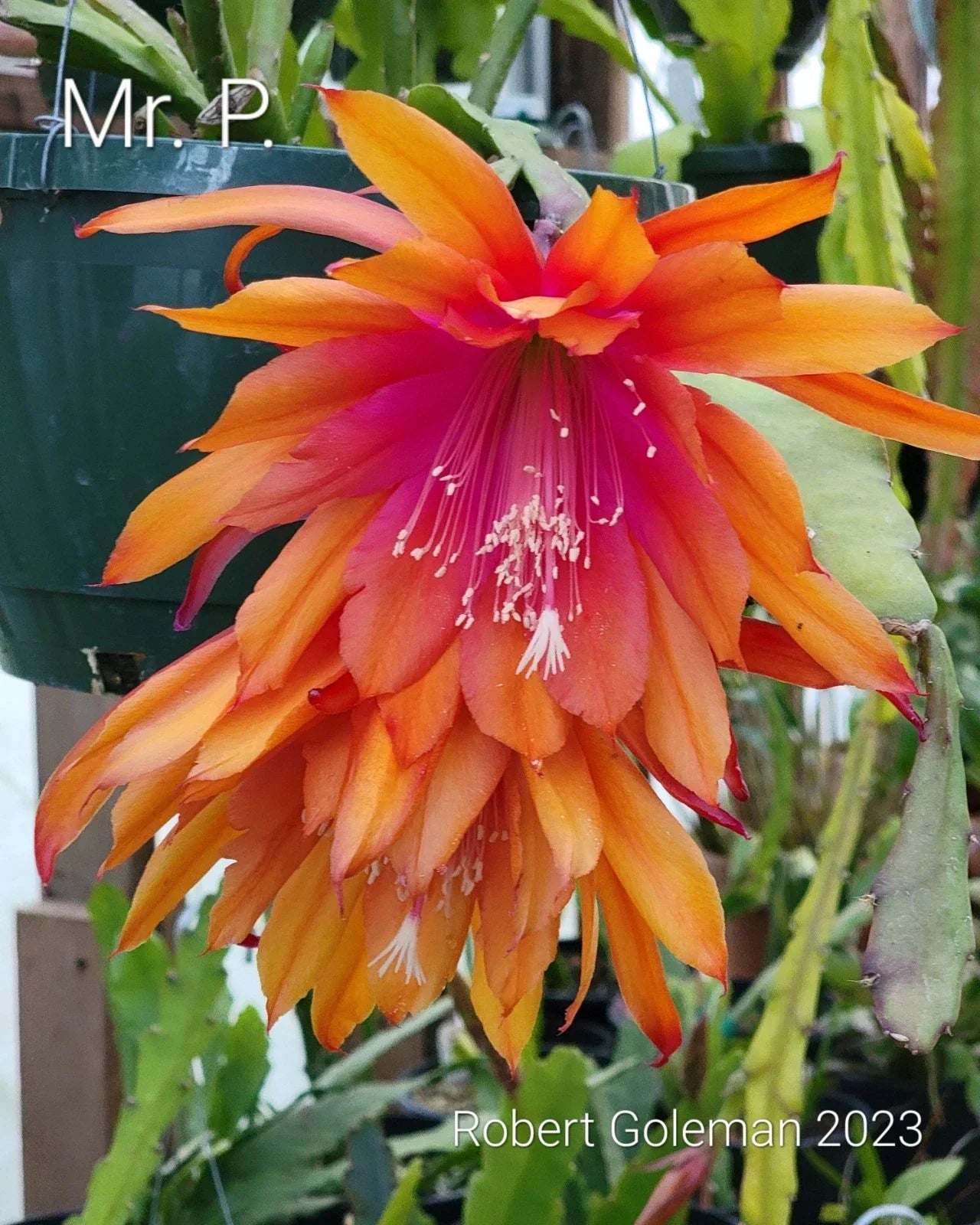 Epiphyllum 'Mr. P.' Rooted Cutting - Rare Orchid Cactus - Unique Indoor Houseplant - Epiphyllum hybrid