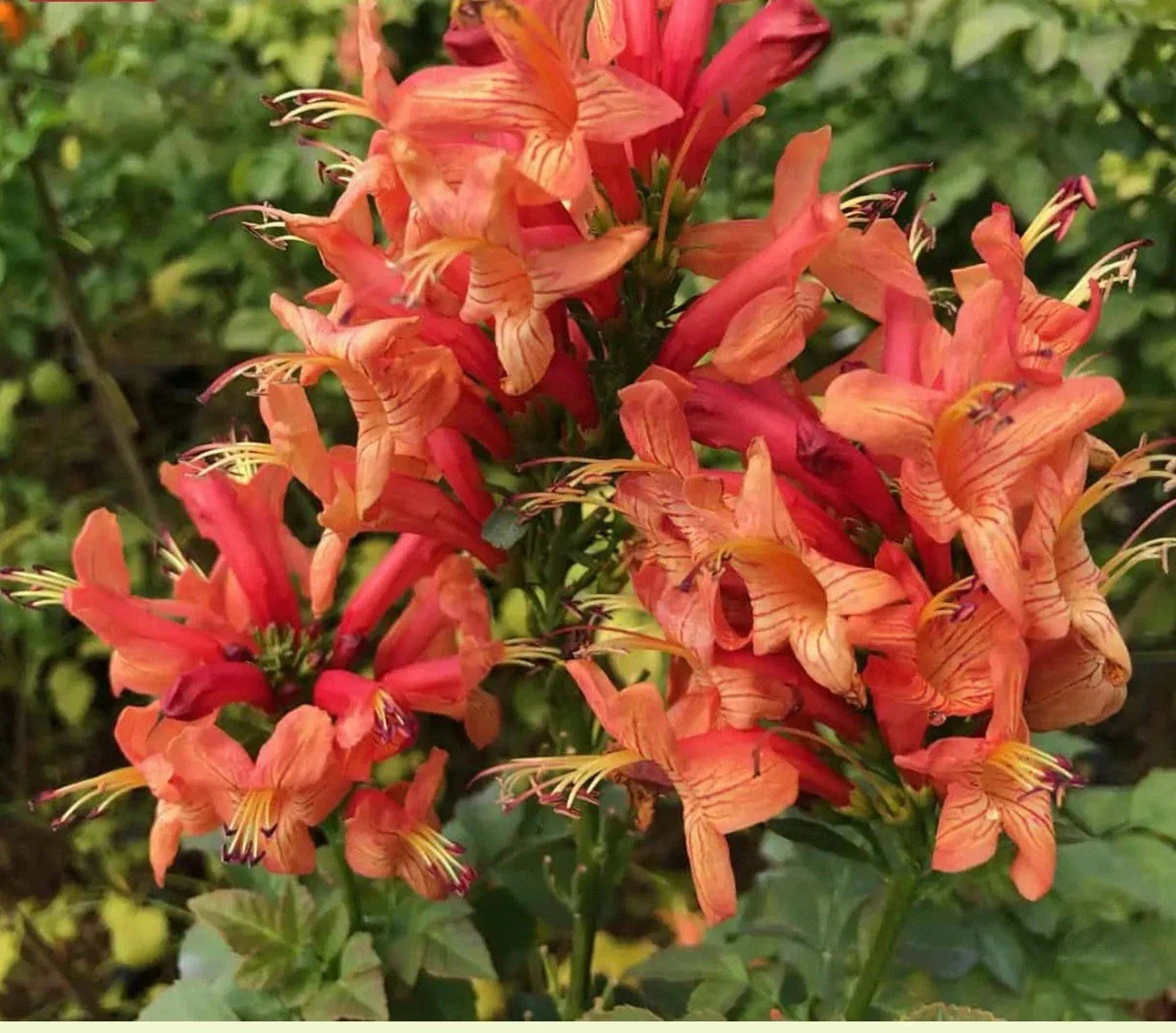 Cape Town Coral Tecomaria Starter Plant - Small Rooted Tecomaria capensis Flowering Shrub for Hummingbird Attraction