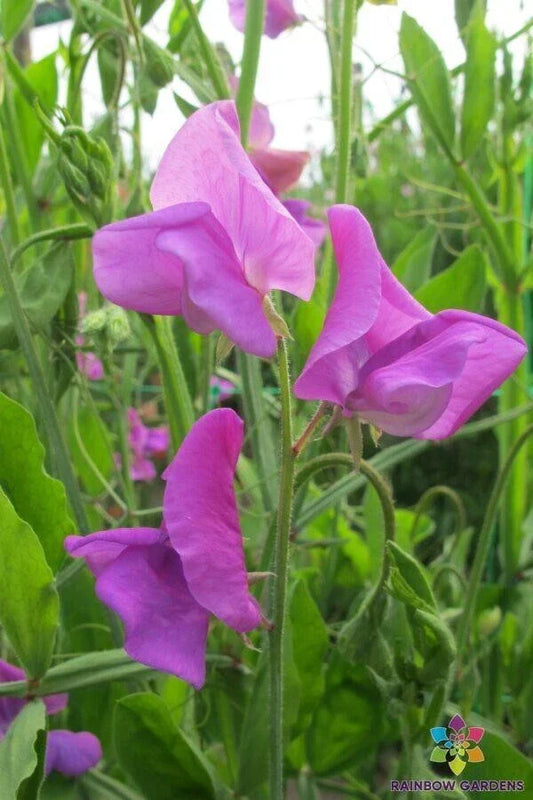 Mrs. Walter Wright Sweet Pea Seeds - 50+ Pack, Fragrant Pastel Blooms, Climbing Vine, Lathyrus odoratus, Non-GMO, USA