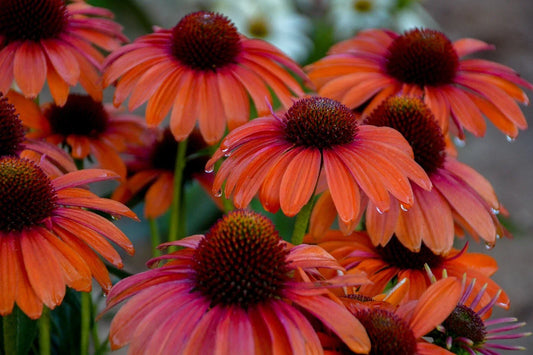 Orange You Awesome Coneflower Seeds - Echinacea purpurea Perennial Flowers for Garden, Borders, and Pollinator Attraction