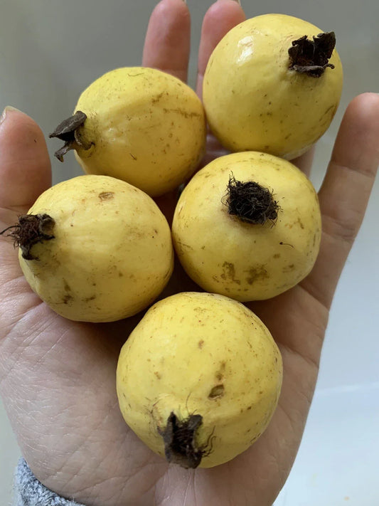 Mexican Guava Seeds - Organic Non-GMO Fruit Tree Pack of 100 - Psidium guajava - Tropical, Fragrant, Easy to Grow