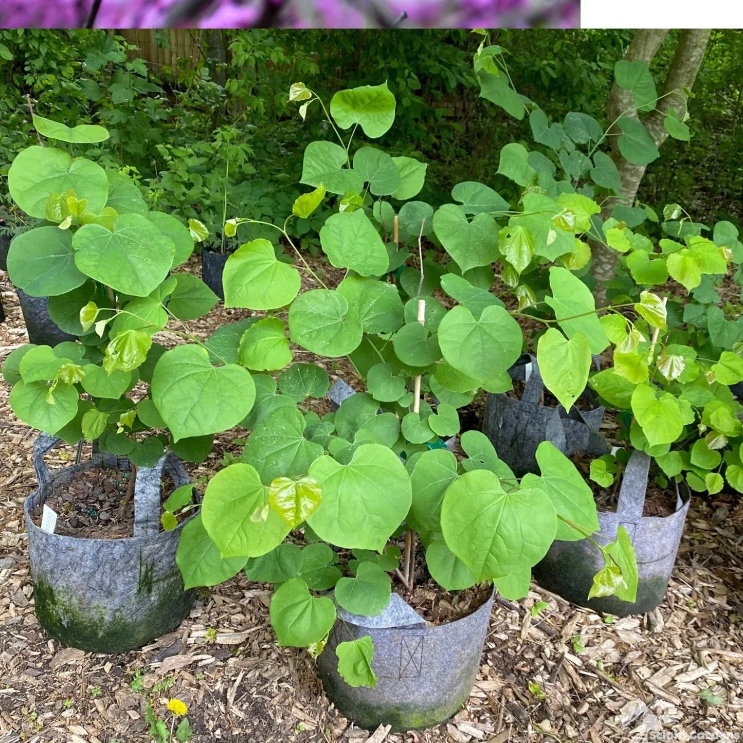 Eastern Redbud Tree 8-20" Plant Cercis canadensis Pink Spring Blooms Ornamental Garden Tree
