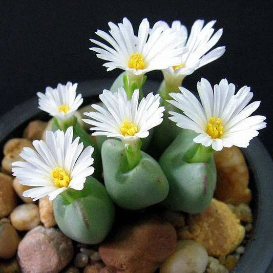 Mixed White Flower Lithops Seeds – 100pcs Succulent Plants, Drought-Tolerant, Hardy Living Stones, Lithops spp.