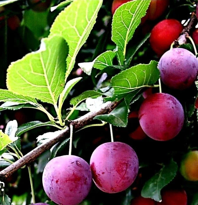 American Plum & Korean Giant Pear Cuttings for Grafting & Rooting – Prunus americana & Pyrus pyrifolia Fruit Trees