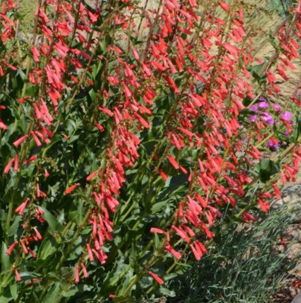 Penstemon Eatons Red Hummingbird Beardtongue Plant - Perennial Flowering Herb for Pollinator Gardens