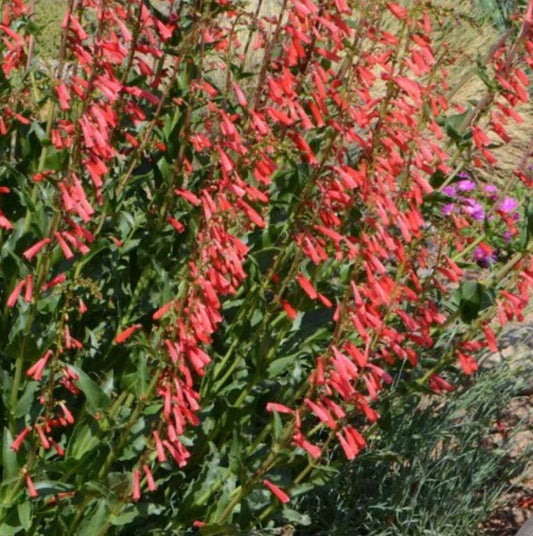 Penstemon Eatons Red Hummingbird Beardtongue Plant - Perennial Flowering Herb for Pollinator Gardens