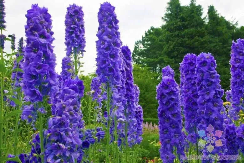 Delphinium Seeds 200 Count Faust Variety Perennial Blue Purple White Delphinium elatum