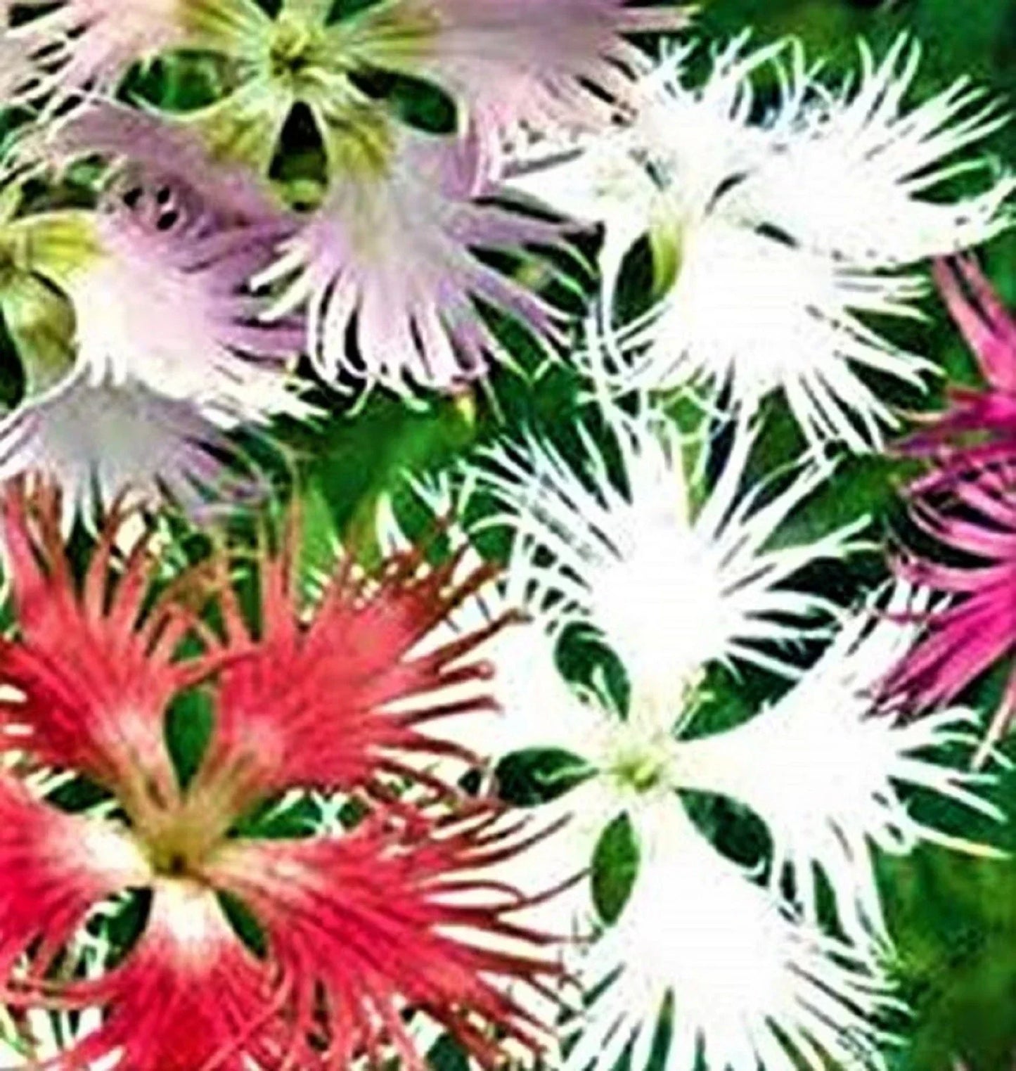 Assorted Fringed Flower Seeds Pack - 200 Seeds for Garden Beds & Borders - Vibrant Annuals for Pollinators
